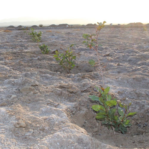 Cultivation of pistachio seedlings in saline land after soil amendment