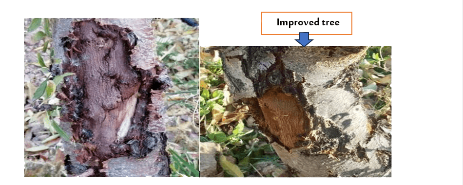 Canker sore treatment by C6 foliar sprayingImproved tree